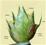  Five-flowered spikelet